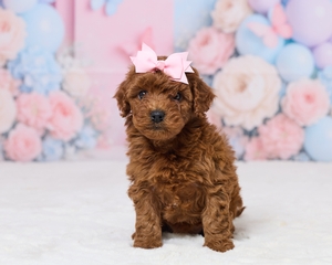 Lauren Cavapoo Puppy